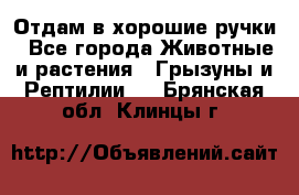 Отдам в хорошие ручки - Все города Животные и растения » Грызуны и Рептилии   . Брянская обл.,Клинцы г.